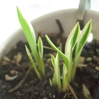 睡前点一首歌