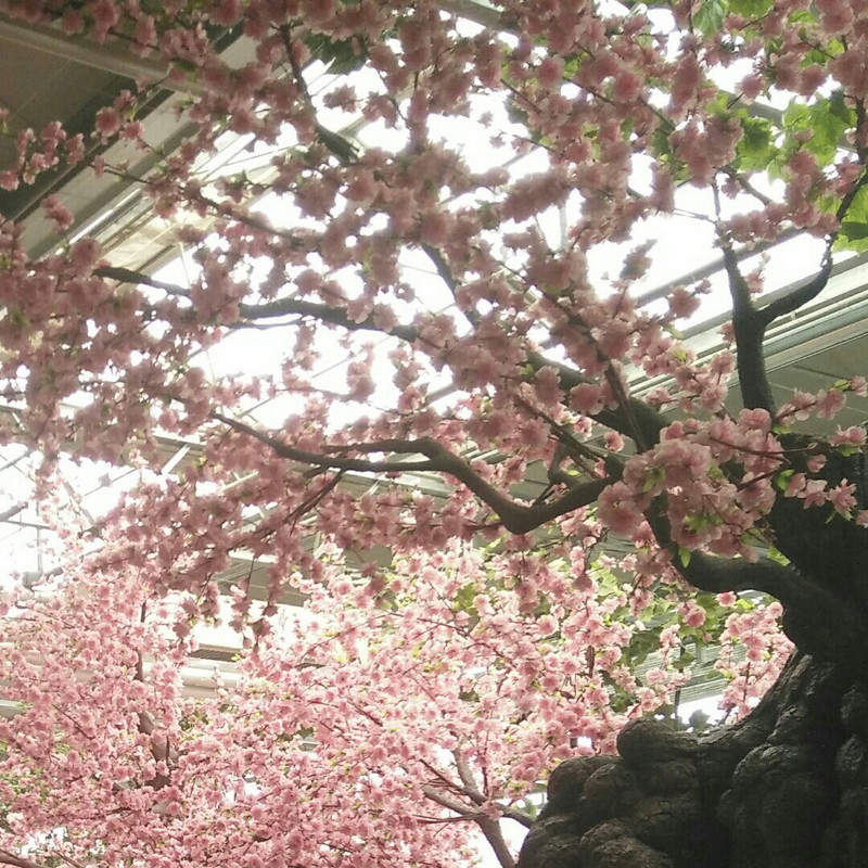 再回首.