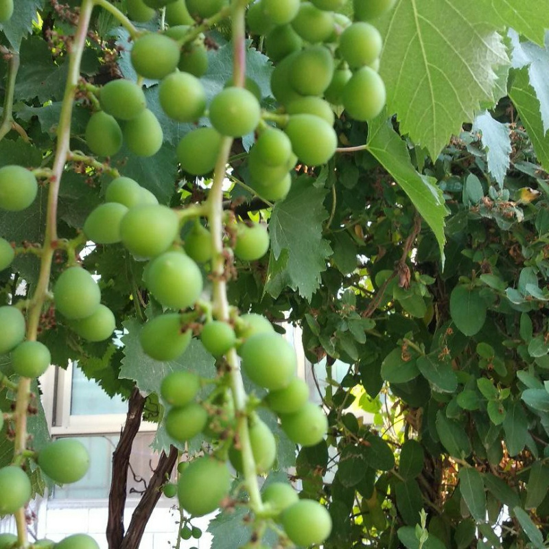 风尘豪客 第29回