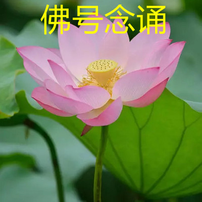 南无阿弥陀佛 6字佛号念诵