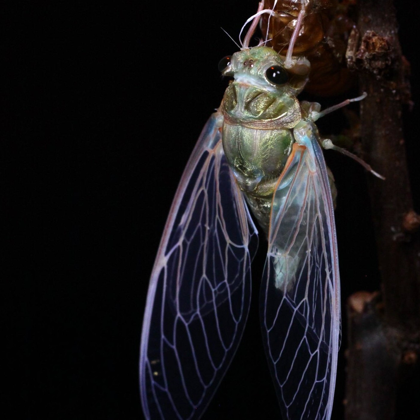 小情人金蝉讲坛：技术指标之纵横天下