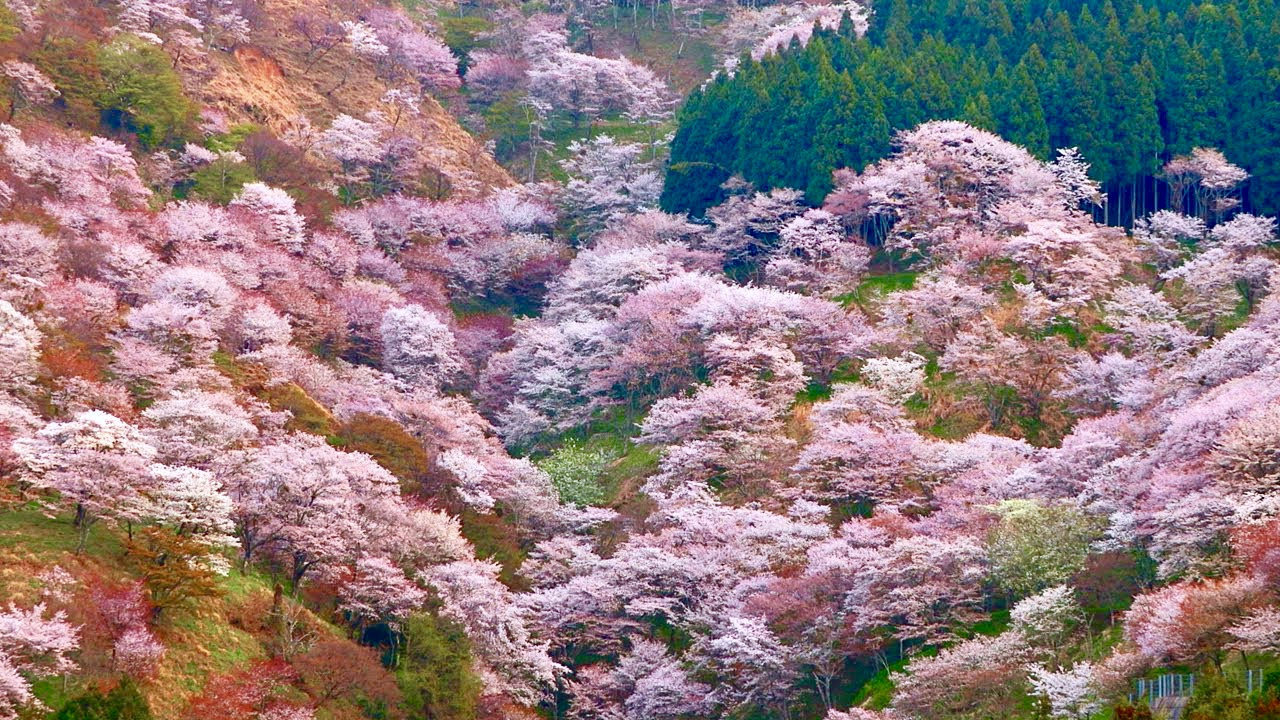 京都吉野的山樱