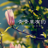 青卿草有约
