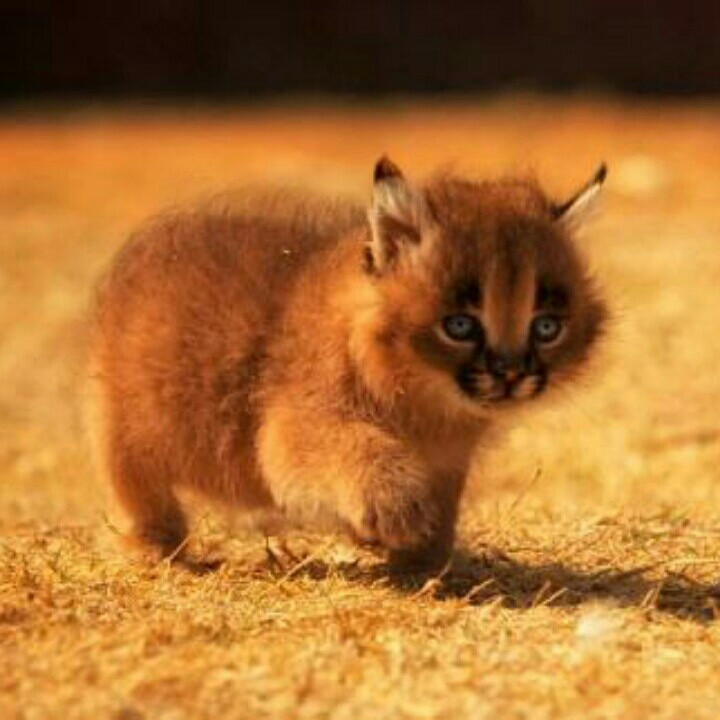 红楼梦_78-连丽如:红楼梦-蜻蜓fm听评书