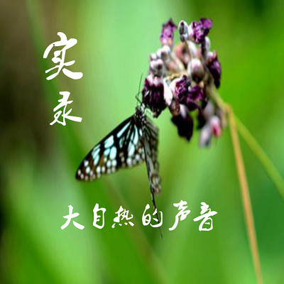 实录大自然的声音 实录大自然的声音
