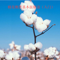 棉花期货基本面解读(入门)
