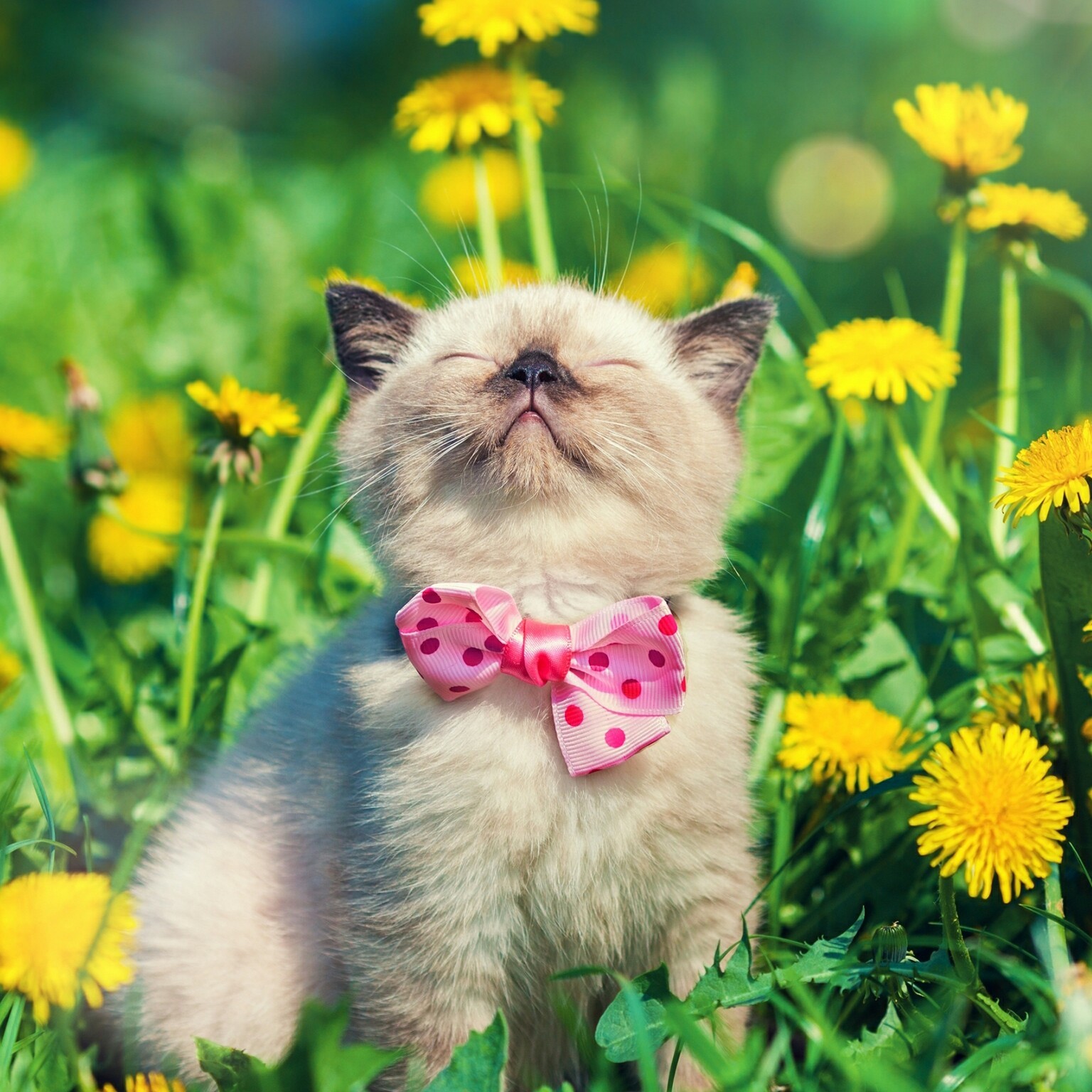 会说话的猫