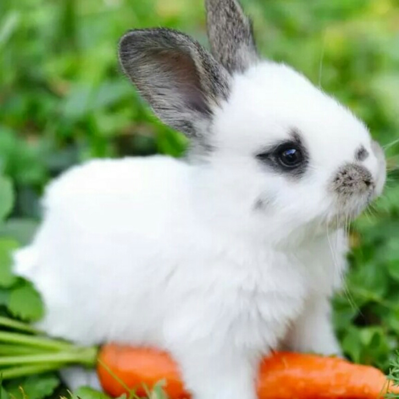 【风流逐声】俊男坊第81集