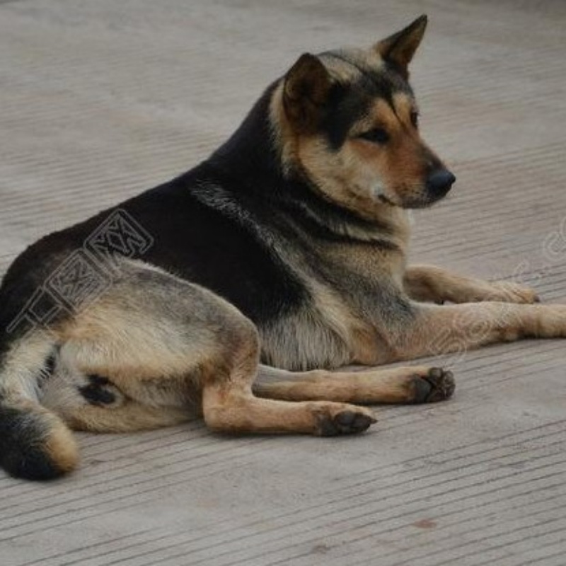 茅山宗师第83集