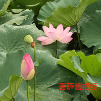 菩萨善戒经