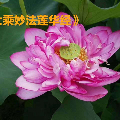 开悟的楞严 成佛的法华