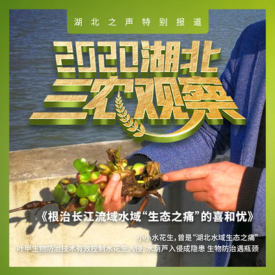 2020湖北三农观察第六篇 2020湖北三农观察第六篇