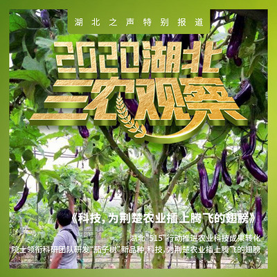 2020湖北三农观察第四篇 2020湖北三农观察第四篇